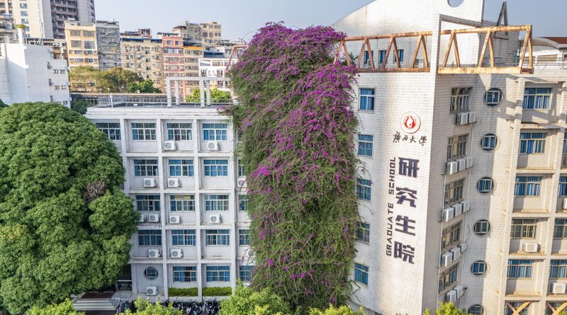 Floral_Fortress__Giant_Bougainvillea_Transforms_Nanning_Campus__ - News for amigos, by amigos Floral_Fortress__Giant_Bougainvillea_Transforms_Nanning_Campus__