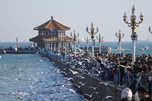 Flutter into Spring: Black-Headed Gulls Delight Crowds in Qingdao Flutter_into_Spring__Black_Headed_Gulls_Delight_Crowds_in_Qingdao