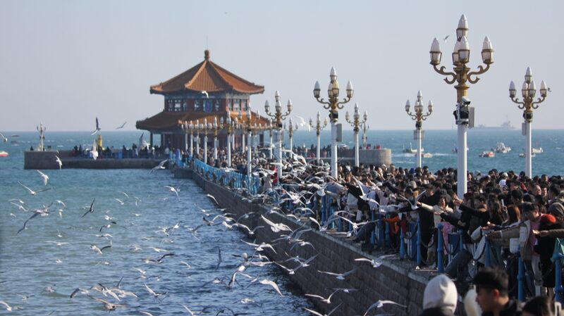 Flutter_into_Spring__Black_Headed_Gulls_Delight_Crowds_in_Qingdao