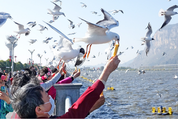 Flying Friends: Black-Headed Gulls Delight Tourists at Kunming’s Dianchi Lake Flying_Friends__Black_Headed_Gulls_Delight_Tourists_at_Kunming_s_Dianchi_Lake