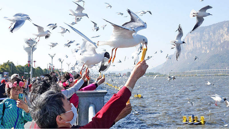 Flying_Friends__Black_Headed_Gulls_Delight_Tourists_at_Kunming_s_Dianchi_Lake