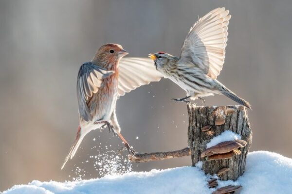 Forest Birds Turn Snow into a Playground in Northeast China Forest_Birds_Turn_Snow_into_a_Playground_in_Northeast_China
