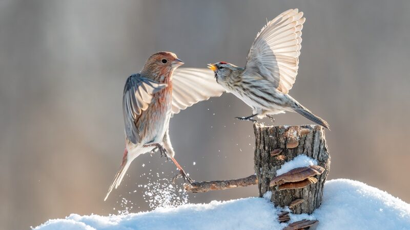 Forest_Birds_Turn_Snow_into_a_Playground_in_Northeast_China - News for amigos, by amigos Forest_Birds_Turn_Snow_into_a_Playground_in_Northeast_China