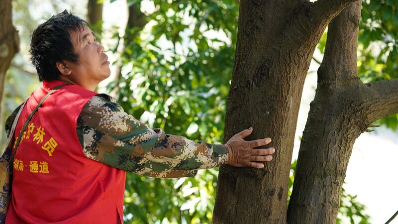 Forest_Ranger_Hero_Protects_Wetlands_in_Hunan_Province__ - News for amigos, by amigos Forest_Ranger_Hero_Protects_Wetlands_in_Hunan_Province__