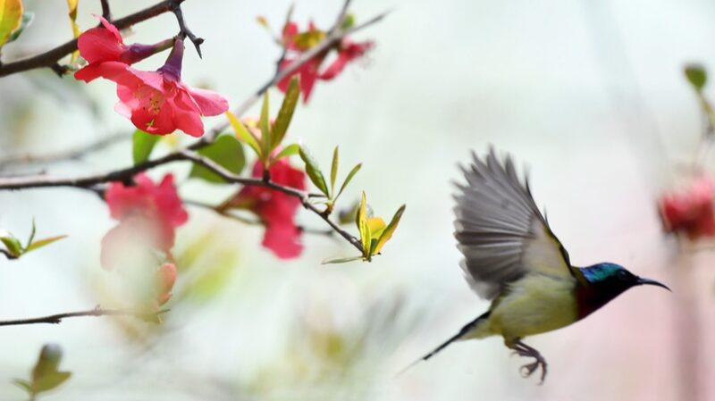 Fork_tailed_Sunbirds_Dance_Among_Blooming_Flowers_in_Guizhou____ - News for amigos, by amigos Fork_tailed_Sunbirds_Dance_Among_Blooming_Flowers_in_Guizhou____