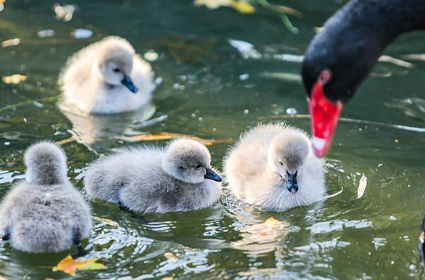 Four Baby Black Swans Steal the Show in Hebei’s Wetlands 🦢✨ Four_Baby_Black_Swans_Steal_the_Show_in_Hebei_s_Wetlands___
