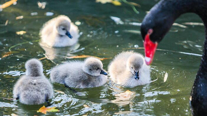 Four_Baby_Black_Swans_Steal_the_Show_in_Hebei_s_Wetlands___ - News for amigos, by amigos Four_Baby_Black_Swans_Steal_the_Show_in_Hebei_s_Wetlands___
