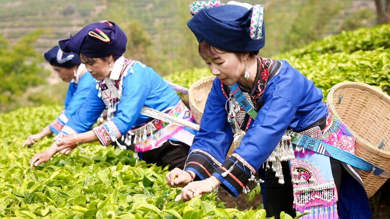 Fresh_Brew_Alert__Spring_Tea_Harvest_Kicks_Off_Across_China__ - News for amigos, by amigos Fresh_Brew_Alert__Spring_Tea_Harvest_Kicks_Off_Across_China__
