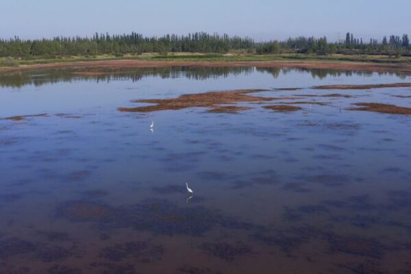 From Barren Desert to Wildlife Paradise: The Green Miracle of Haba Lake 🌿 From_Barren_Desert_to_Wildlife_Paradise__The_Green_Miracle_of_Haba_Lake__ video poster