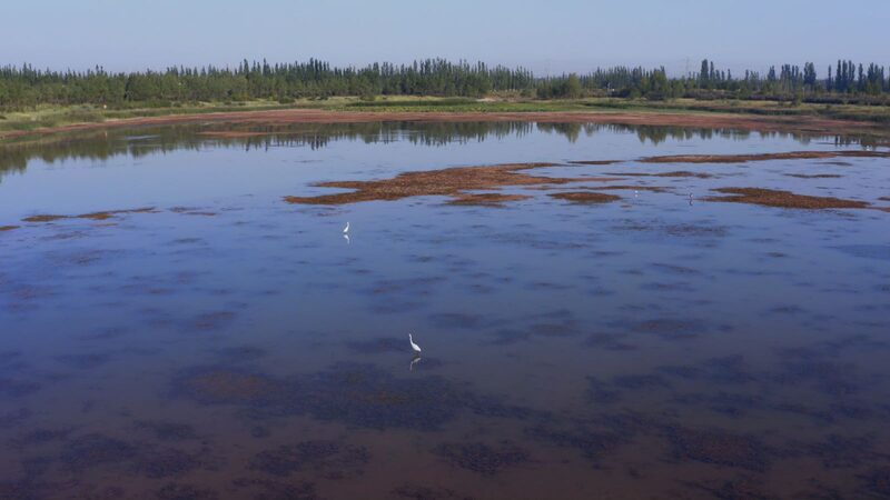 From_Barren_Desert_to_Wildlife_Paradise__The_Green_Miracle_of_Haba_Lake___poster - News for amigos, by amigos From_Barren_Desert_to_Wildlife_Paradise__The_Green_Miracle_of_Haba_Lake__ video poster