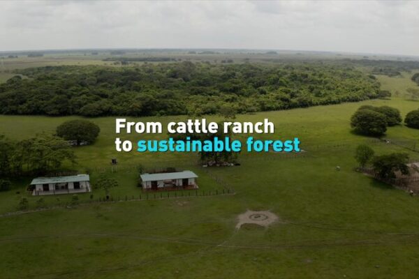From Cattle Ranches to Lush Forests: Colombia’s Orinoco River Basin Transformation 🌿 From_Cattle_Ranches_to_Lush_Forests__Colombia_s_Orinoco_River_Basin_Transformation__ video poster