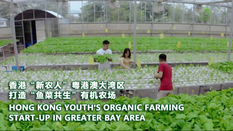 From_City_to_Farm__Hong_Kong_Youth_Build_Aquaponics_Success_in_the_Greater_Bay_Area_poster - News for amigos, by amigos From_City_to_Farm__Hong_Kong_Youth_Build_Aquaponics_Success_in_the_Greater_Bay_Area video poster