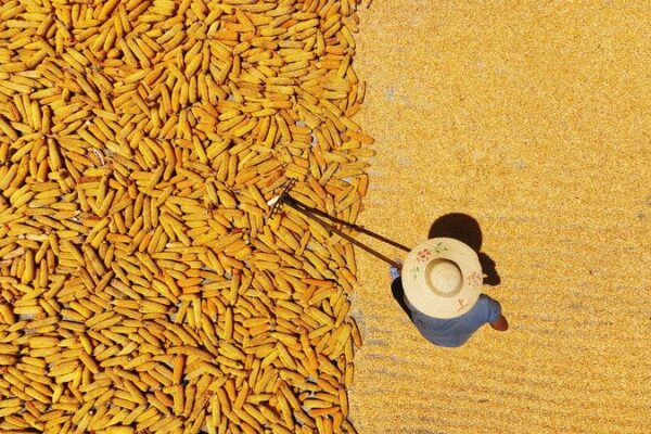 From Crops to Canvas: China’s Sun-Drying Harvest Tradition From_Crops_to_Canvas__China_s_Sun_Drying_Harvest_Tradition