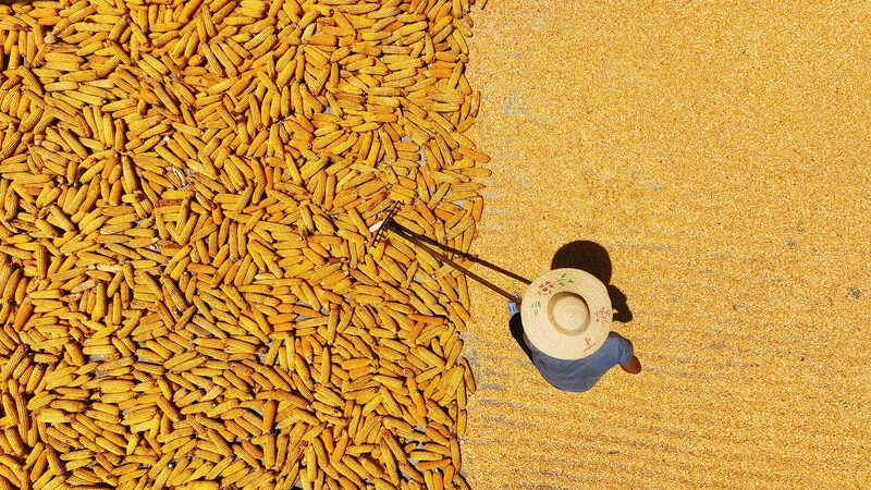 From_Crops_to_Canvas__China_s_Sun_Drying_Harvest_Tradition - News for amigos, by amigos From_Crops_to_Canvas__China_s_Sun_Drying_Harvest_Tradition