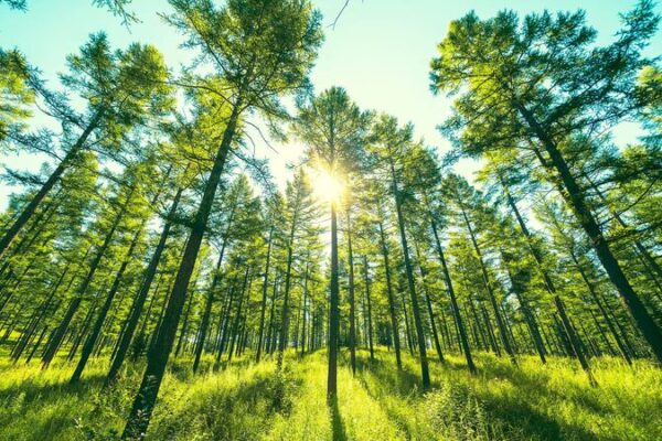 From Desert to Forest: Saihanba’s Green Transformation 🌲 From_Desert_to_Forest__Saihanba_s_Green_Transformation__ video poster