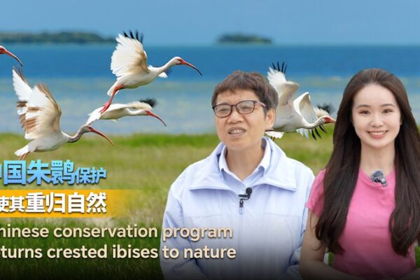 From Near Extinction to Thriving: The Crested Ibis’s Amazing Comeback 🐦 From_Near_Extinction_to_Thriving__The_Crested_Ibis_s_Amazing_Comeback__ video poster