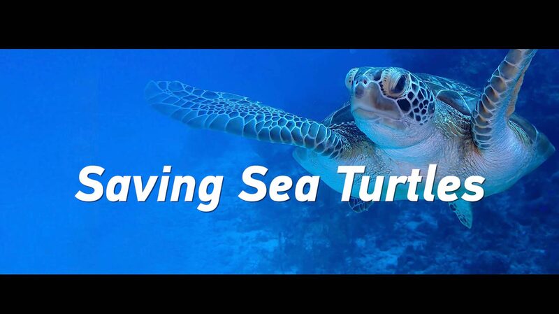From_Rescue_to_Release__Chinese_Coast_Guard_Saves_Two_Green_Sea_Turtles_poster - News for amigos, by amigos __From_Rescue_to_Release__Chinese_Coast_Guard_Saves_Two_Green_Sea_Turtles video poster