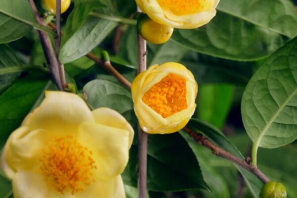 From Roots to Riches: Huang Brothers Cultivate Golden Camellias 🌼 From_Roots_to_Riches__Huang_Brothers_Cultivate_Golden_Camellias__ video poster
