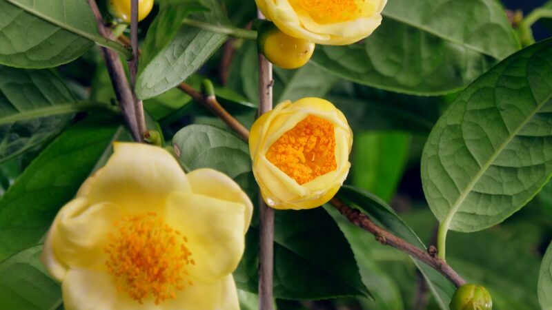 From_Roots_to_Riches__Huang_Brothers_Cultivate_Golden_Camellias__ video poster