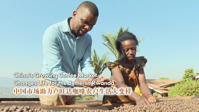 From_Rwanda_to_China__Epiphanie_s_Coffee_Journey_Brewing_Global_Success____poster - News for amigos, by amigos From_Rwanda_to_China__Epiphanie_s_Coffee_Journey_Brewing_Global_Success___ video poster