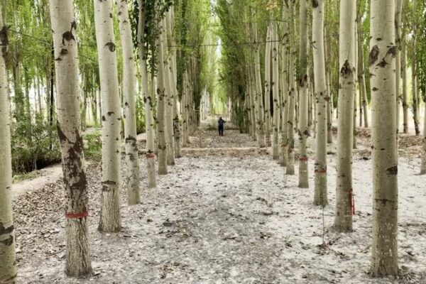 From Sand to Lush: Kekeya’s Transformation in China’s Largest Desert 🌵🌳 From_Sand_to_Lush__Kekeya_s_Transformation_in_China_s_Largest_Desert___ video poster