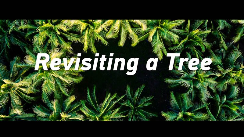 From_Sapling_to_Symbol__Han_Bin_Revisits_Zhaoshu_Island_s_Green_Transformation_poster - News for amigos, by amigos From_Sapling_to_Symbol__Han_Bin_Revisits_Zhaoshu_Island_s_Green_Transformation video poster