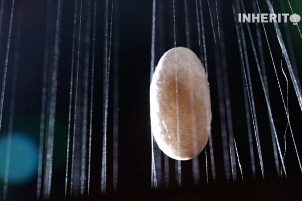 From_Silkworms_to_Art__The_Enchanting_Story_of_Silk___