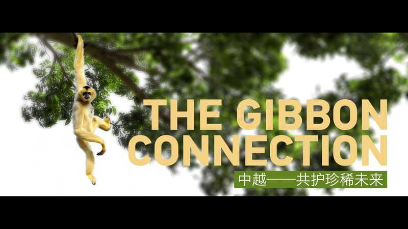 From_Vietnam_to_the_Chinese_mainland__Saving_the_Cao_Vit_Gibbons_poster - News for amigos, by amigos From_Vietnam_to_the_Chinese_mainland__Saving_the_Cao_Vit_Gibbons video poster