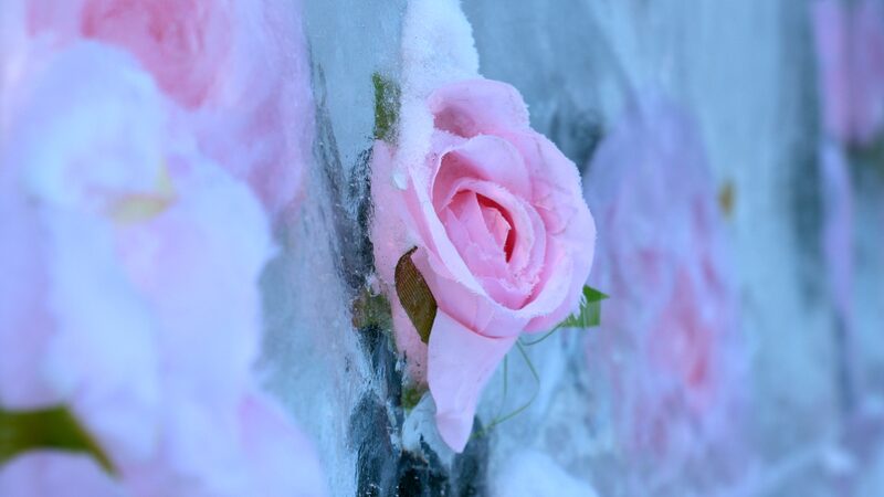 Frozen_Roses_Enchant_Visitors_at_Shenyang_s_Nanhu_Park____ - News for amigos, by amigos Frozen_Roses_Enchant_Visitors_at_Shenyang_s_Nanhu_Park____
