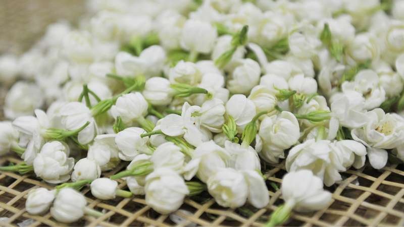 Fujian__China_s_Tea_Paradise_Brewing_Rich_Flavors_and_Traditions