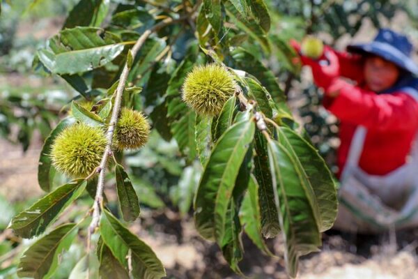 Fujian’s Forest Feast: Unearthing the Chestnut Treasures of China’s Greenest Province Fujian_s_Forest_Feast__Unearthing_the_Chestnut_Treasures_of_China_s_Greenest_Province