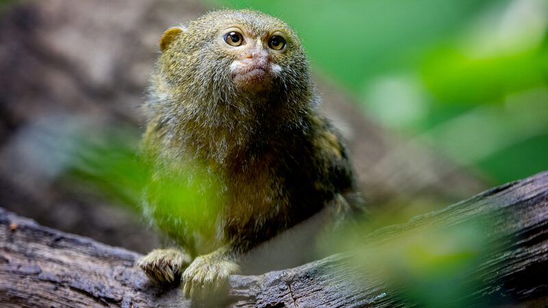 Funding_for_Nature_Hits_a_Snag_at_COP16____Nations_Seek_Private_Help - News for amigos, by amigos Funding_for_Nature_Hits_a_Snag_at_COP16____Nations_Seek_Private_Help