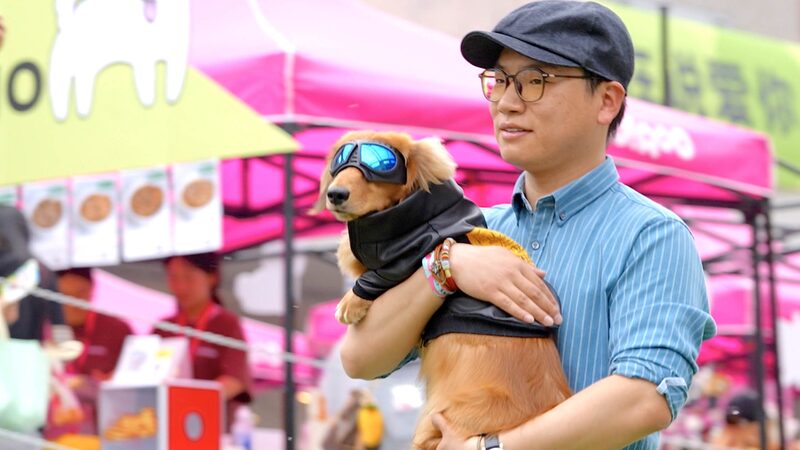 Furry_Fashionistas__Pet_Owner_Duos_Dazzle_at_Beijing_s_Unique_Runway_Show video poster