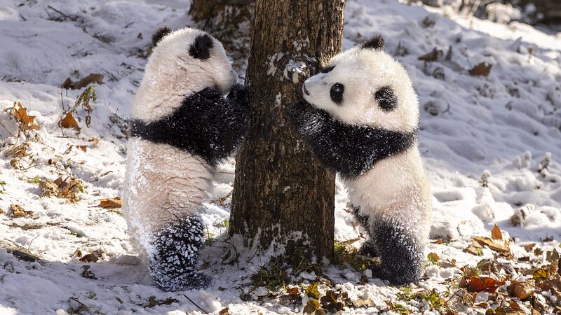 Furry_Friends_Dive_into_Winter_Wonderland__Embracing_Snowy_Adventures____ - News for amigos, by amigos Furry_Friends_Dive_into_Winter_Wonderland__Embracing_Snowy_Adventures____