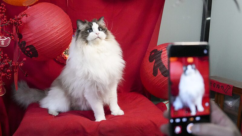 Furry_Friends_Steal_the_Spotlight__Pets_Celebrate_Chinese_New_Year_in_Style - News for amigos, by amigos Furry_Friends_Steal_the_Spotlight__Pets_Celebrate_Chinese_New_Year_in_Style