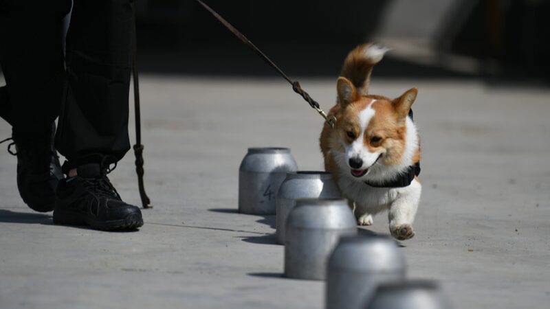 Fuzai_the_Corgi__China_s_First_Short_Legged_Police_Dog_Melts_Hearts_ - News for amigos, by amigos Fuzai_the_Corgi__China_s_First_Short_Legged_Police_Dog_Melts_Hearts_