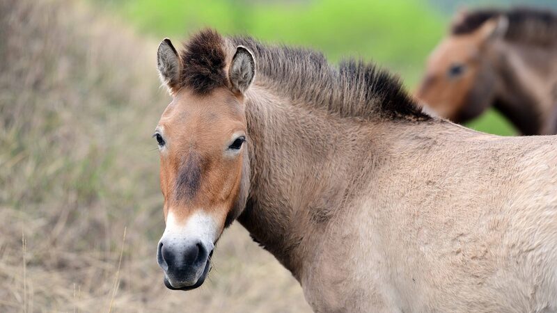 Gansu_Moves_Przewalski_s_Horses_to_Boost_Genetic_Diversity___poster - News for amigos, by amigos Gansu_Moves_Przewalski_s_Horses_to_Boost_Genetic_Diversity__ video poster