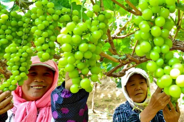 Gansu’s Grape Harvest: Farmers Share Sweet Bounty 🍇 Gansu_s_Grape_Harvest__Farmers_Share_Sweet_Bounty__