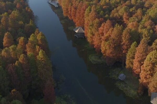 Gaoyou’s Golden Metasequoia Forests Light Up Winter Gaoyou_s_Golden_Metasequoia_Forests_Light_Up_Winter video poster