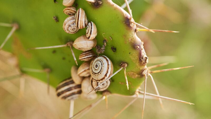 Garlic_vs__Snails__Aussie_Scientists_Discover_Surprising_Attraction_to_Red____ - News for amigos, by amigos Garlic_vs__Snails__Aussie_Scientists_Discover_Surprising_Attraction_to_Red____