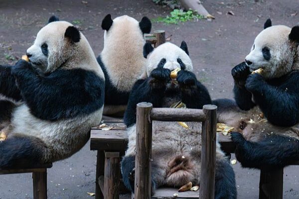 Giant Panda Family Throws a Feast at Chongqing Zoo 🐼🎋 Giant_Panda_Family_Throws_a_Feast_at_Chongqing_Zoo___