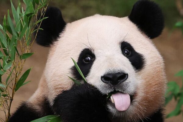 Giant Panda Fu Bao Makes Her Public Debut in Sichuan on June 12 Giant_Panda_Fu_Bao_Makes_Her_Public_Debut_in_Sichuan_on_June_12