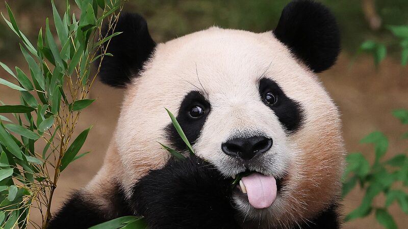 Giant_Panda_Fu_Bao_Makes_Her_Public_Debut_in_Sichuan_on_June_12 - News for amigos, by amigos Giant_Panda_Fu_Bao_Makes_Her_Public_Debut_in_Sichuan_on_June_12