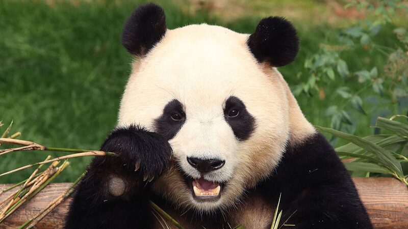 Giant_Panda_Fu_Bao_Returns_Home_to_China_from_South_Korea__ - News for amigos, by amigos Giant_Panda_Fu_Bao_Returns_Home_to_China_from_South_Korea__