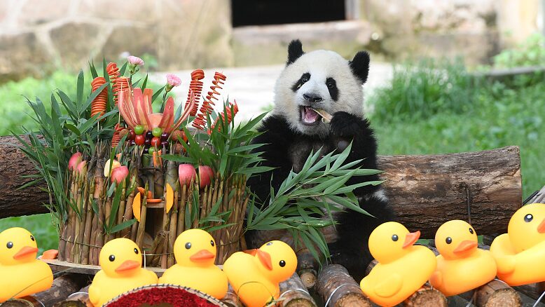 Giant_Panda_Mang_Cancan_Celebrates_1st_Birthday_with_a_Bamboo_Bash_at_Chongqing_Zoo - News for amigos, by amigos Giant_Panda_Mang_Cancan_Celebrates_1st_Birthday_with_a_Bamboo_Bash_at_Chongqing_Zoo