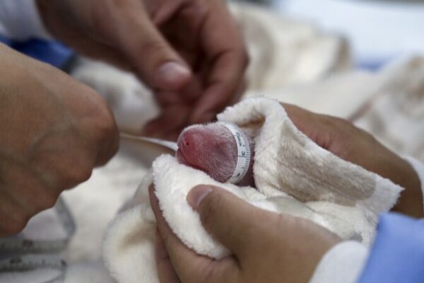 Giant Panda Meng Meng Welcomes Twin Cubs at Berlin Zoo 🐼🎉 Giant_Panda_Meng_Meng_Welcomes_Twin_Cubs_at_Berlin_Zoo___