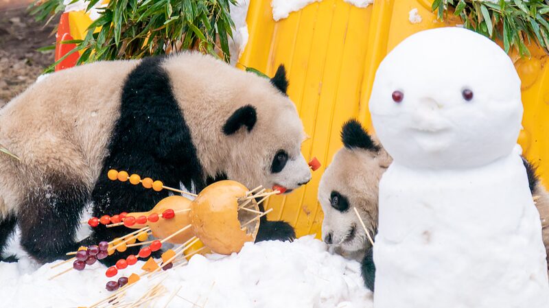 Giant_Panda_Twins_Yu_Ke_and_Yu_Ai_Celebrate_New_Year_s_Day_with_Snow_and_Snacks_ - News for amigos, by amigos Giant_Panda_Twins_Yu_Ke_and_Yu_Ai_Celebrate_New_Year_s_Day_with_Snow_and_Snacks_