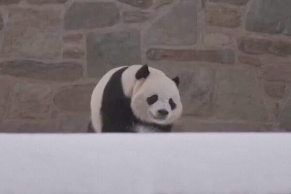 Giant Pandas Bao Li and Qing Bao Set for Public Debut at Smithsonian National Zoo Giant_Pandas_Bao_Li_and_Qing_Bao_Set_for_Public_Debut_at_Smithsonian_National_Zoo video poster