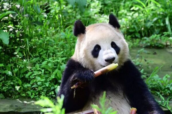 Giant Pandas Embark on New Adventures to Austria and the U.S. 🐼✈️ Giant_Pandas_Embark_on_New_Adventures_to_Austria_and_the_U_S_____