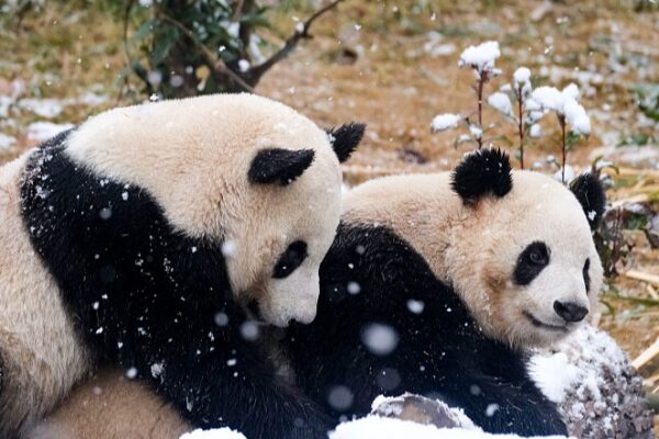 Giant Pandas Frolic in Chengdu’s First Snow of 2024 ❄️🐼 Giant_Pandas_Frolic_in_Chengdu_s_First_Snow_of_2024____